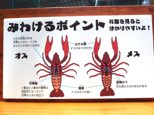 16 3 16 アメリカザリガニのオスメスを見分けよう きょうのアクアトト