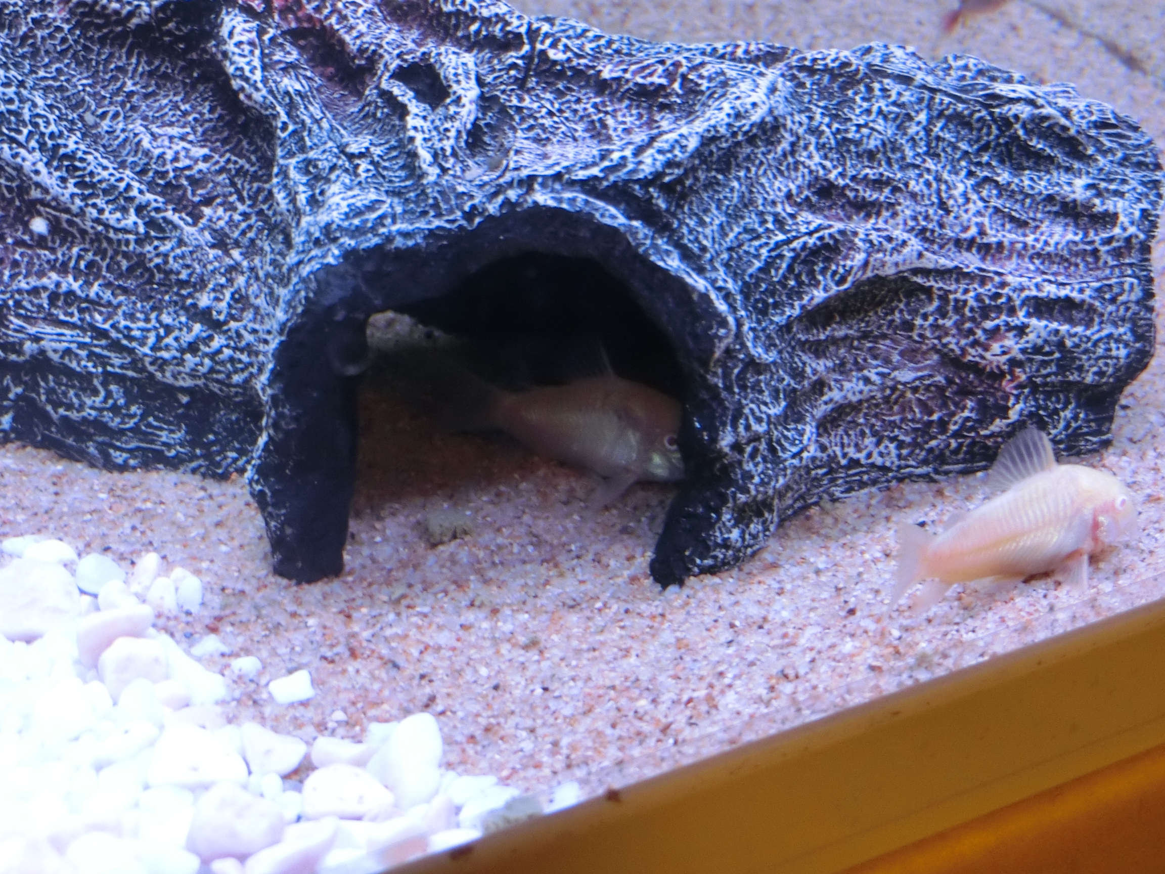 ペット ごめんね コリドラス アクアリウム 挑戦の日々