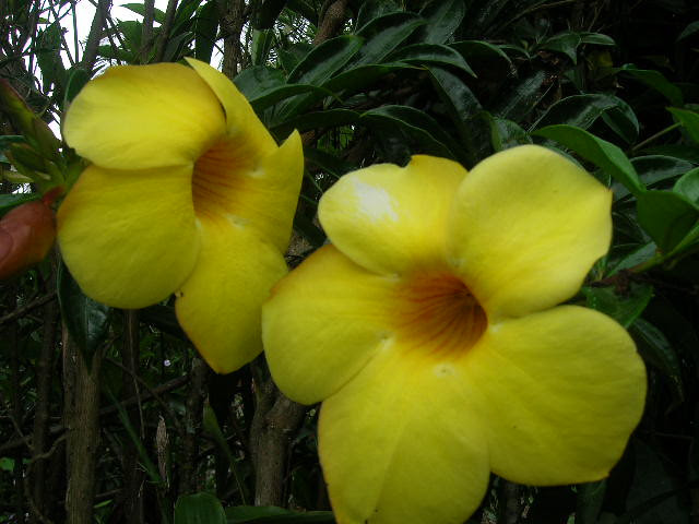 FLOR COPA DE ORO | Flickr - Photo Sharing!