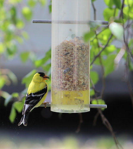 American Goldfinch