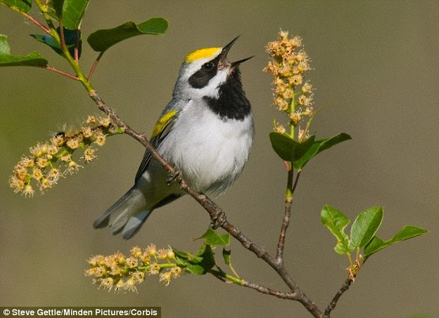 Golden-winged warblers that live in the mountains of eastern Tennessee were spotted fleeing their breeding grounds ahead of the arrival of the powerful supercell storm