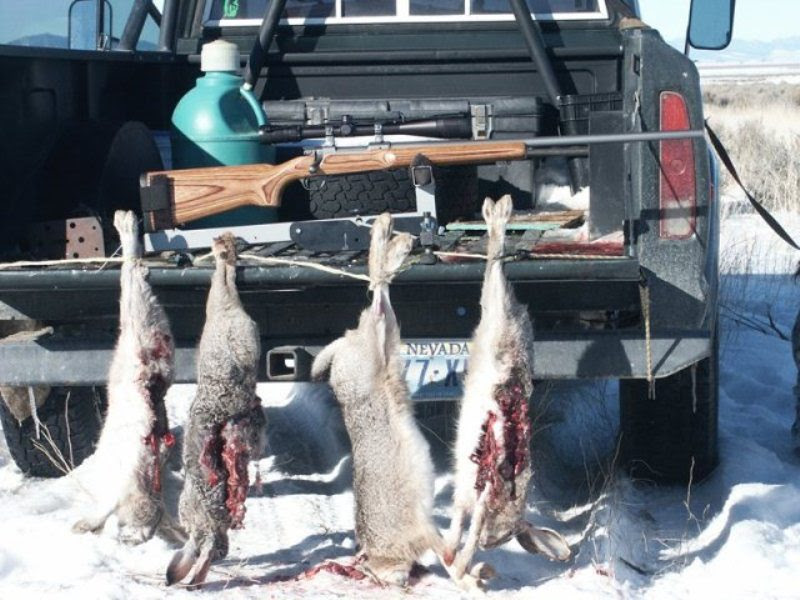 2 Swift Varmint Hunting Photo Forum The Varminter Forums