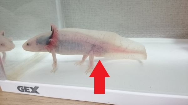 雄雌の見分け方と繁殖方法 ウーパールーパー飼い方ガイド