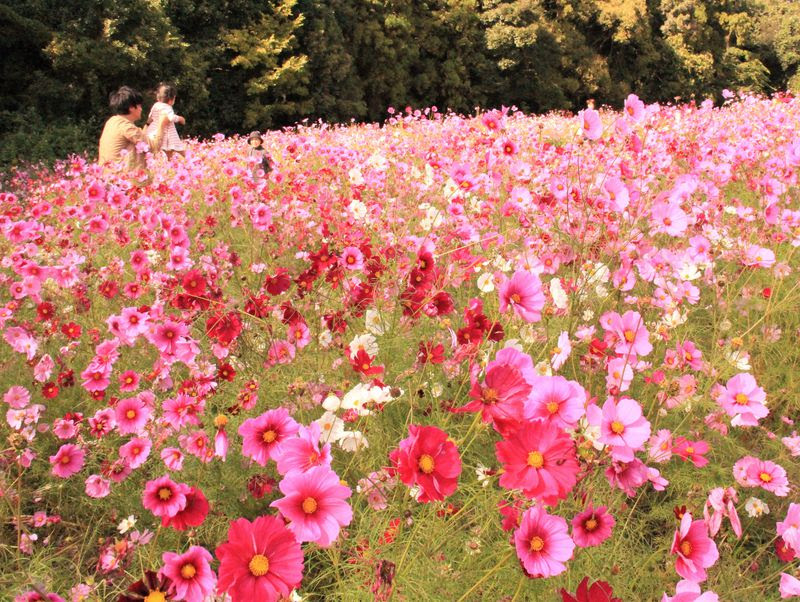 子供は70円 万博公園コスモスフェスタ18の開花状況 見頃時期 大阪府 トラベルjp 旅行ガイド