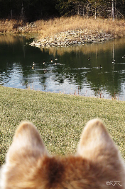 IMG_0837ZimCanadaGeese