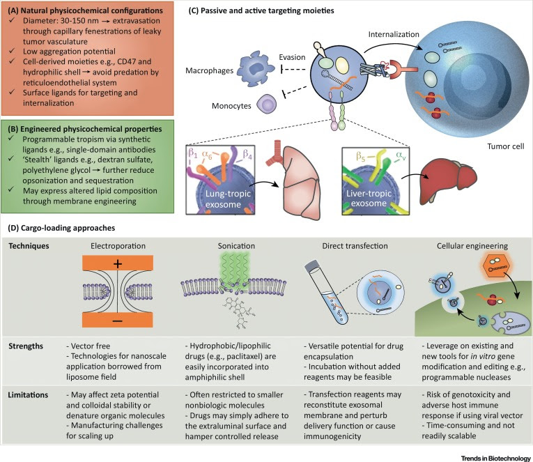 size vesicle matrix Immunotherapy Exosomes Cancer and in Nanomedicine size vesicle matrix Immunotherapy Exosomes Cancer and in Nanomedicine