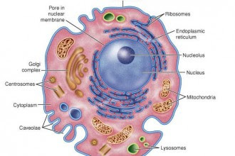 cell eukaryotic animal labeled : Biological Science Picture Directory – Pulpbits.net