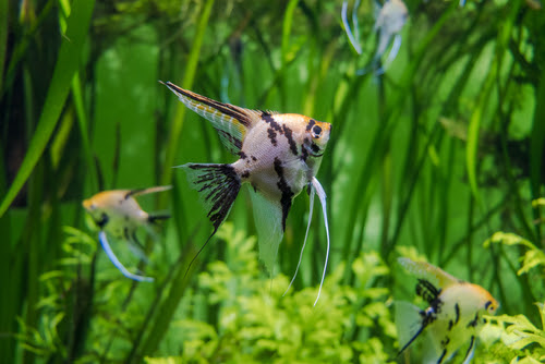 エンゼルフィッシュにおすすめの水草は 水草を食べる 熱帯魚 淡水魚 海水魚の図鑑