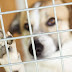 Dog Boarding Facilities Near Me - Dog boarding facilities near me.