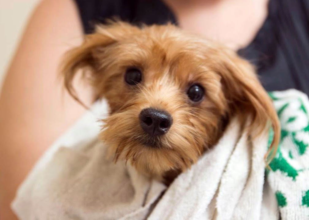 Cachorrinhos foram tratados e postos para adoção (Foto: San Diego Humane Society via AP)