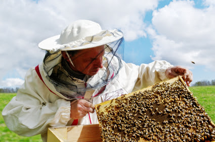Propolis miel