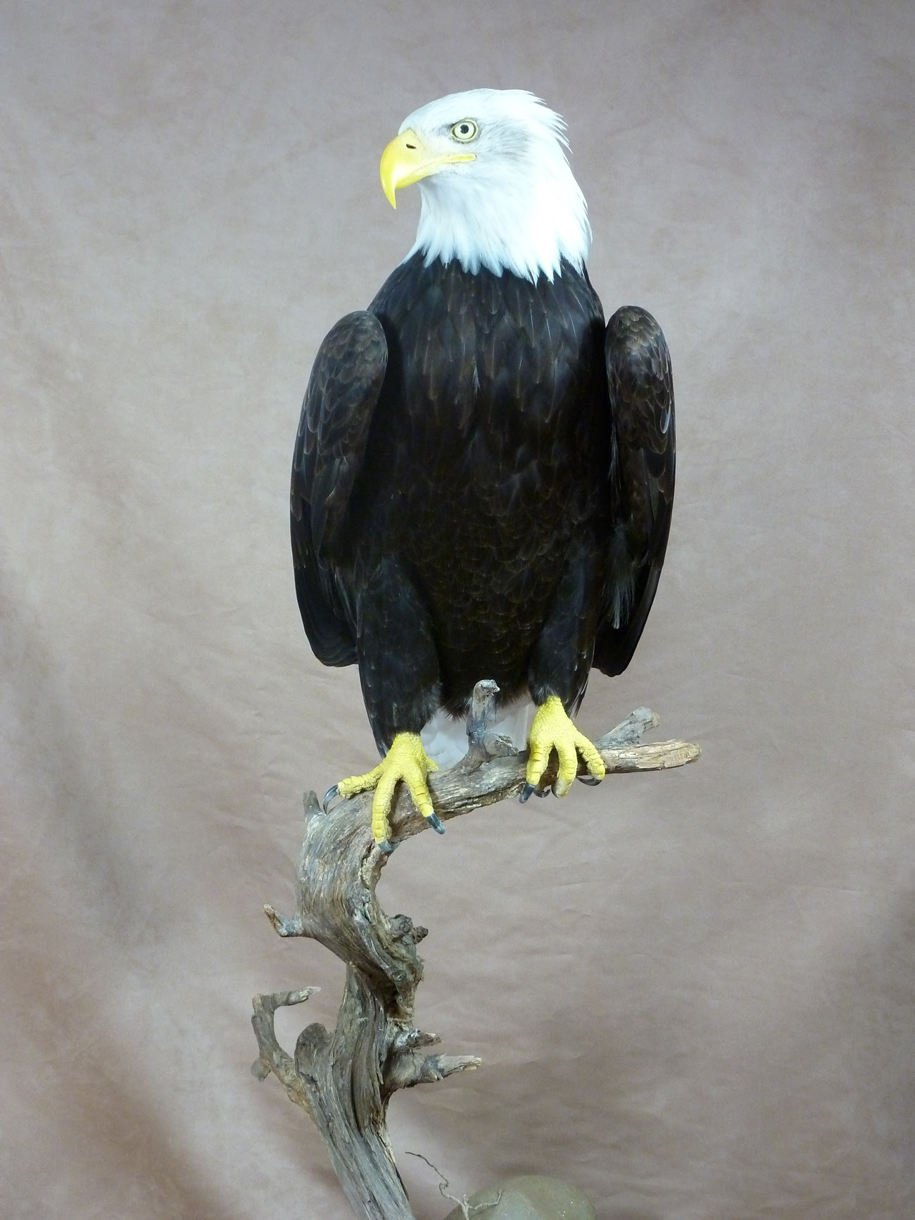 Bald Eagle Haliaeetus Leucocephalus Uk Bird Small