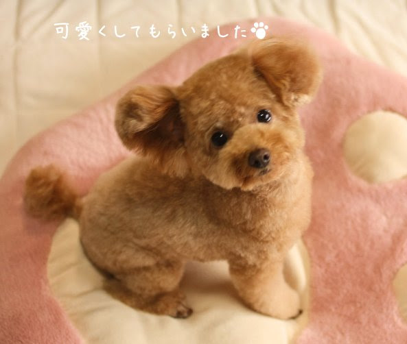 トイプードル くーちゃんのちょこっと日記 ベビーフェイスカット トリミング