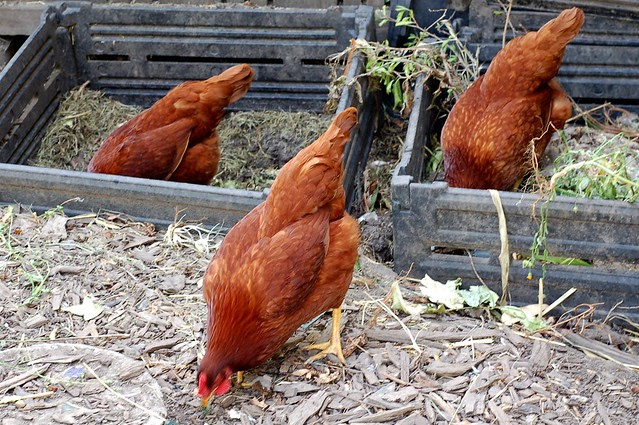 Attention! Tails UP! Rhode Island Reds eating from the compost bins by Eve Fox, Garden of Eating blog