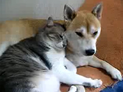 犬猫ラブラブ 拍手レス 誰でもウェルカム
