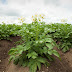 Potato Plant Leaves / You can buy potatoes in every supermarket.