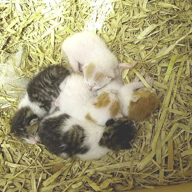 猫捨て場 緊急のお願い ねこ藩