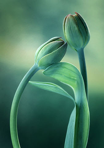 5432382_image_28 (338x480, 21Kb)