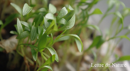 パクチーを夏でも冬でもペットボトルで水耕栽培 室内で簡単な育て方 Lettre Du Nature