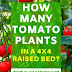 How Many Tomato Plants : How many tomato fruit are considered from a single plant?