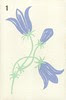 minfleur1
