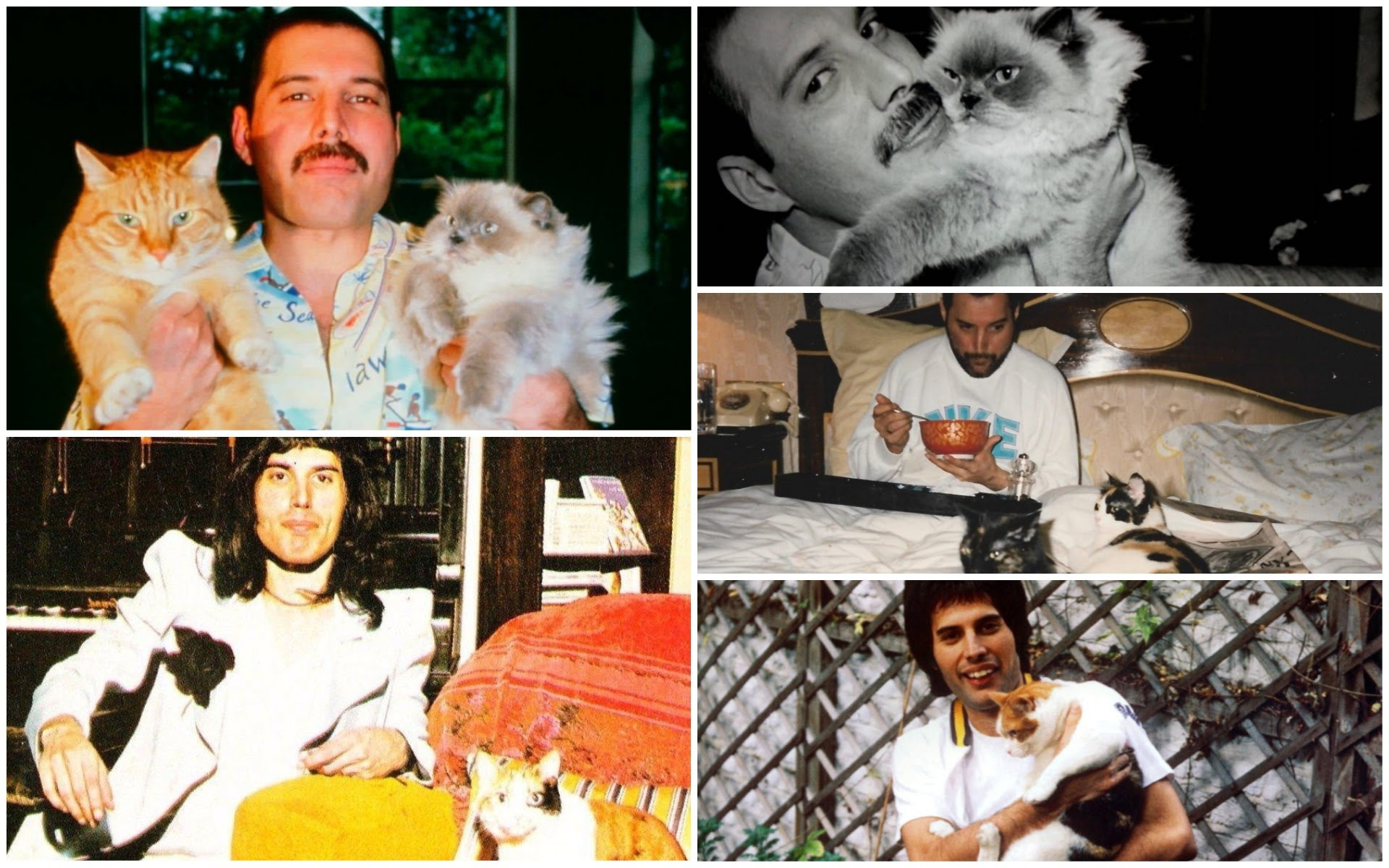 総合映画情報サイト オスカーノユクエ