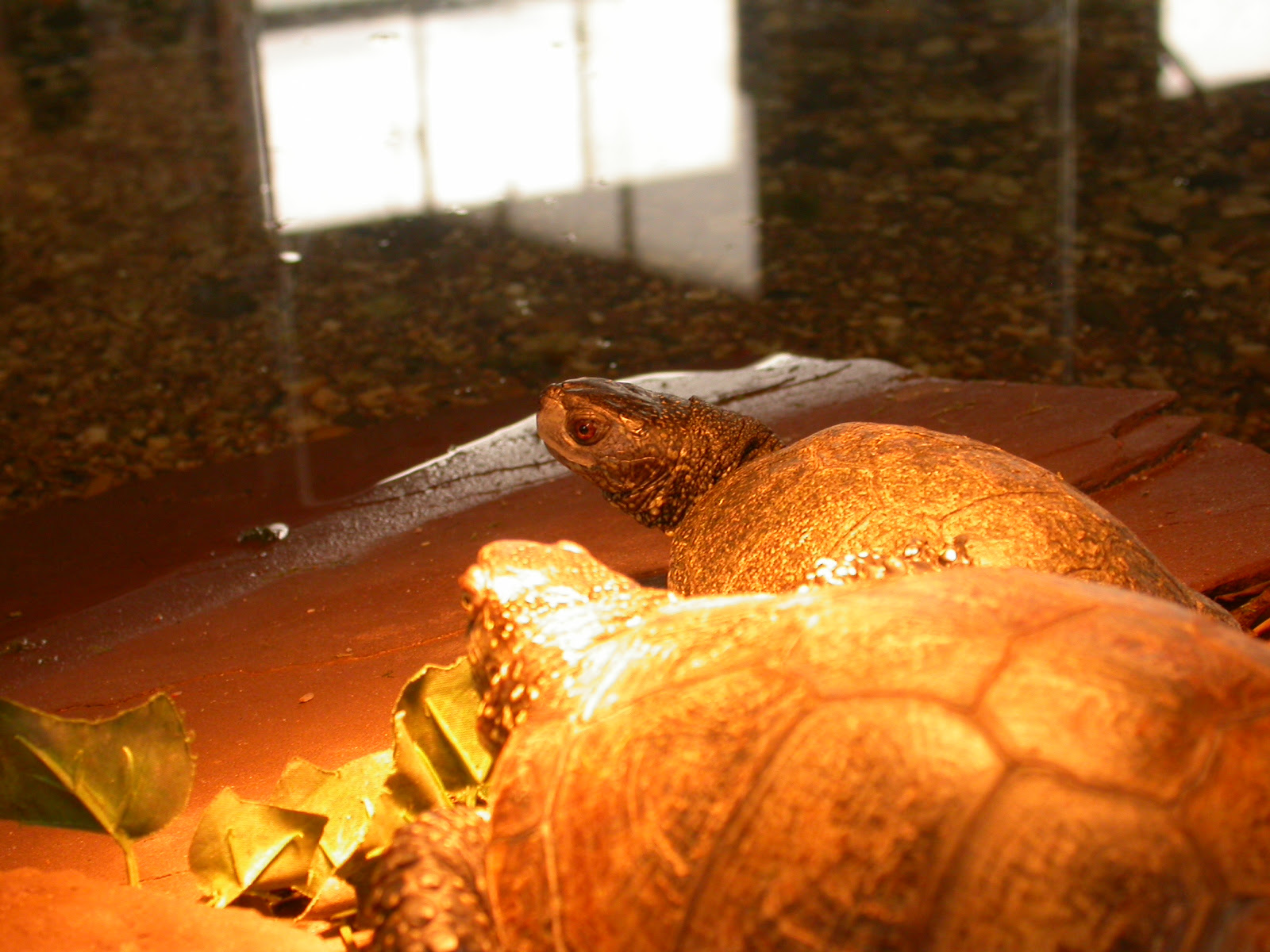 eva zoo warm lamp turtle turtles brown golden shell