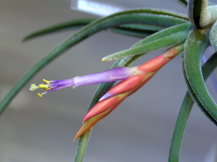 ティランジア カプトメデューサエ 植物写真鑑