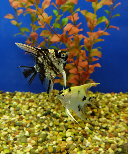 エンゼルフィッシュの尾ぐされ病 治療方法は 熱帯魚 淡水魚 海水魚の図鑑