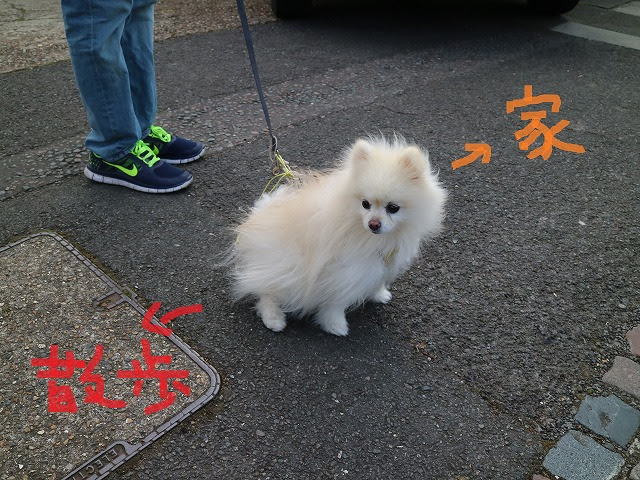 やっぱり散歩嫌い クリリン 白ポメラニアンと楽しくロンドン生活