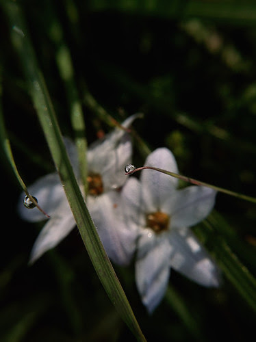 morning dew #3