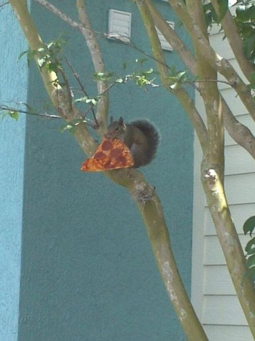 WTF and Funny Animal Pics of the Year (52 pics)