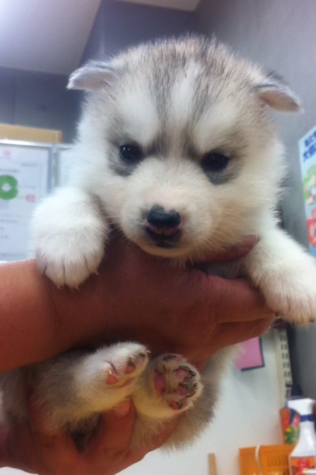 Twitterで見つけたスパイダーマンと戯れる笑顔いっぱいのハスキー犬 シルビア ちゃんをご紹介 犬の総合情報サイト ペットスマイルニュースforワンちゃん