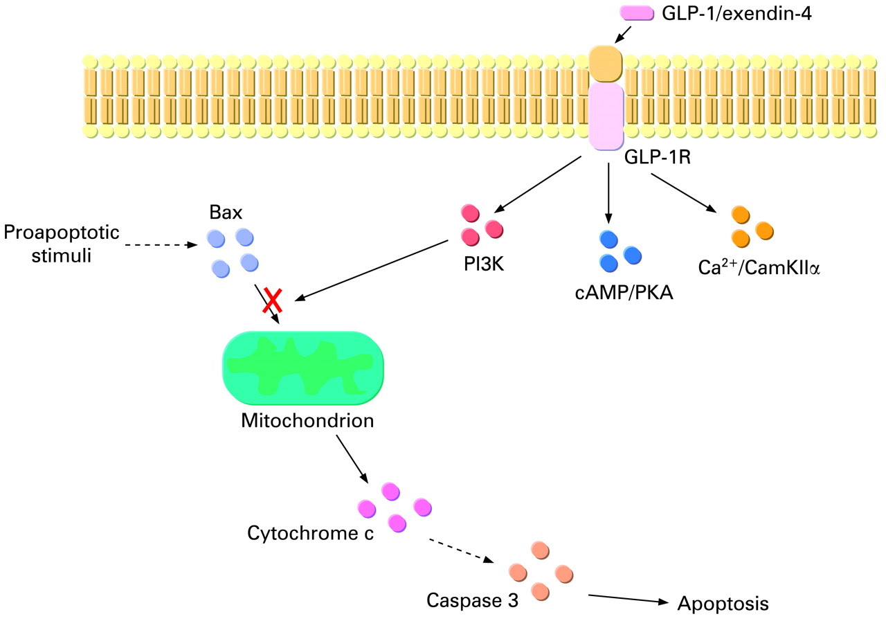 glucagon pka 1 a Exendin agonist, protects glucagon peptide like receptor 4,