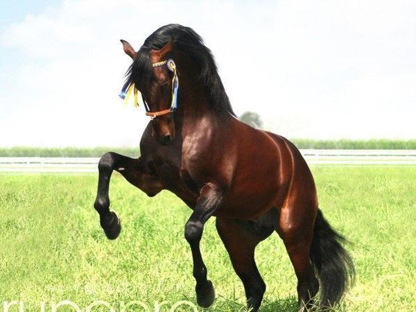 CHEVAL