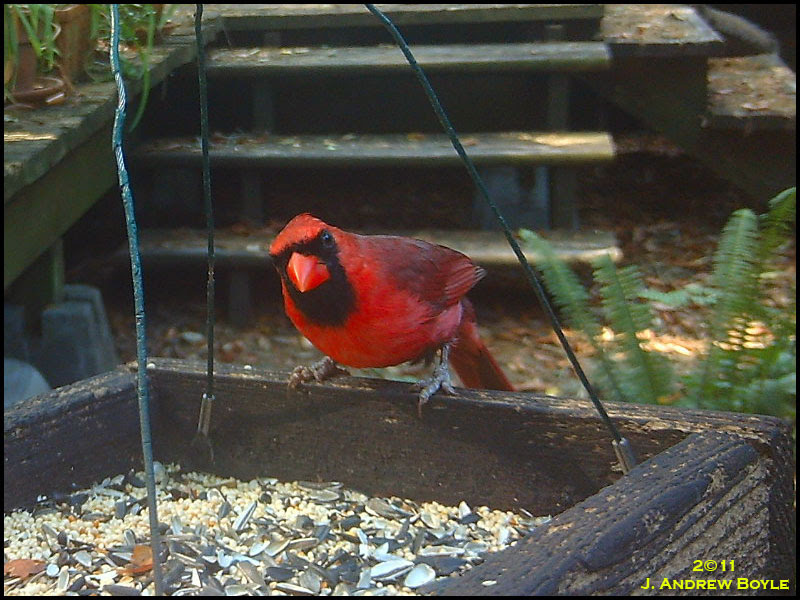 Northern Cardinal