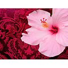 Burgundy and Hibiscus by angeloaguinaldo