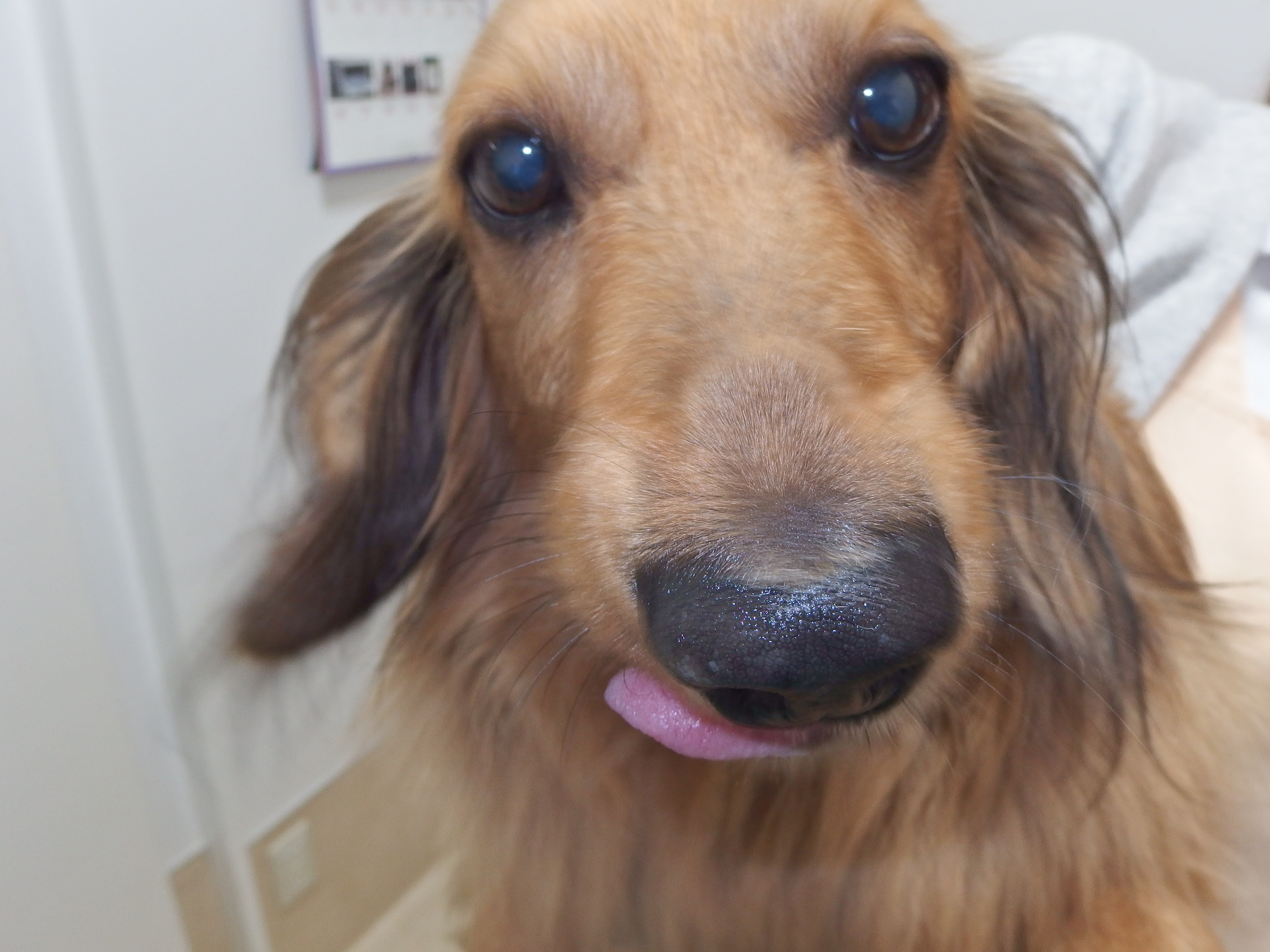 犬 頬が腫れる 根尖膿瘍 習志野市 津田沼 アプリコット動物病院 症例集