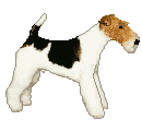 Wire Haired Fox Terrier Pictures, Images and Photos