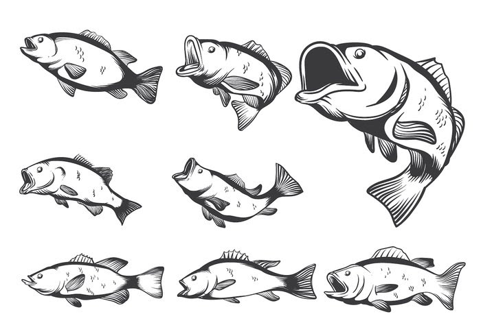 Download Bass Fish Vectors | free vectors | UI Download