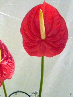 アンスリュウム