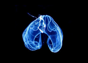 Kona's Black-Water Night Dives