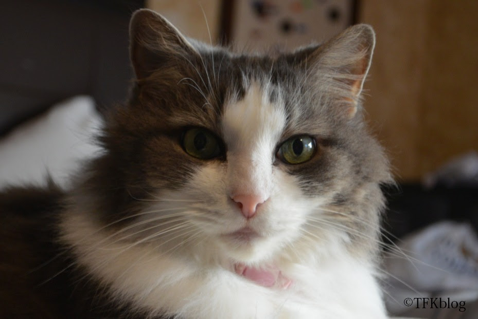 Muffin looking at the camera