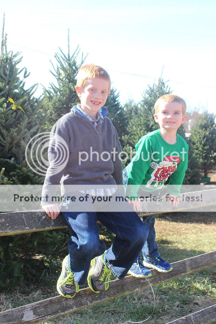  photo tree6_zpsecb27a62.jpg