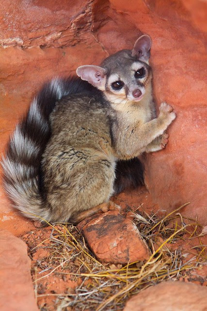 Ring-tailed cat-1.JPG