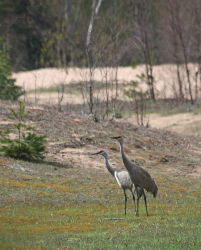 sandhills
