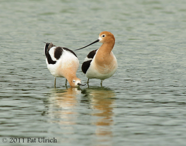 American avocets in love - Pat Ulrich Wildlife Photography