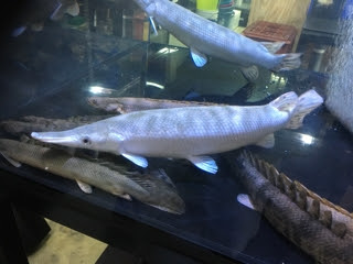 マンファリ 入荷情報ブログ アクアヒス 熱帯魚 爬虫類 水槽 中古器具