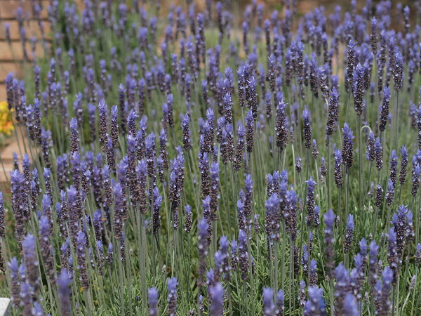 ラベンダーの育て方 ヤサシイエンゲイ