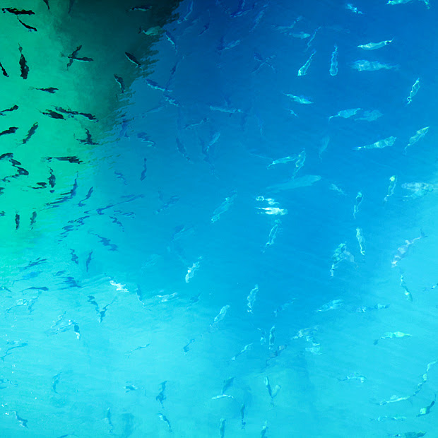 fishies